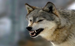 angry-wolf
